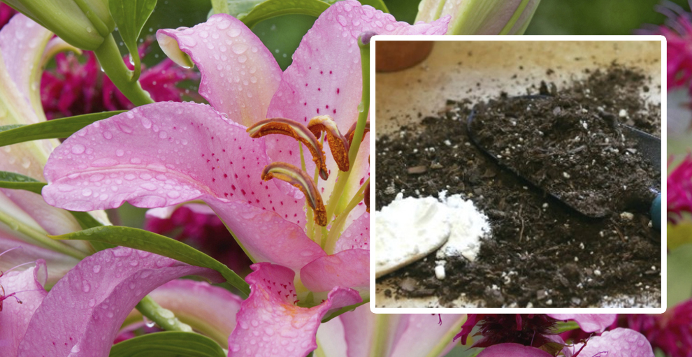 baking soda for daylilies