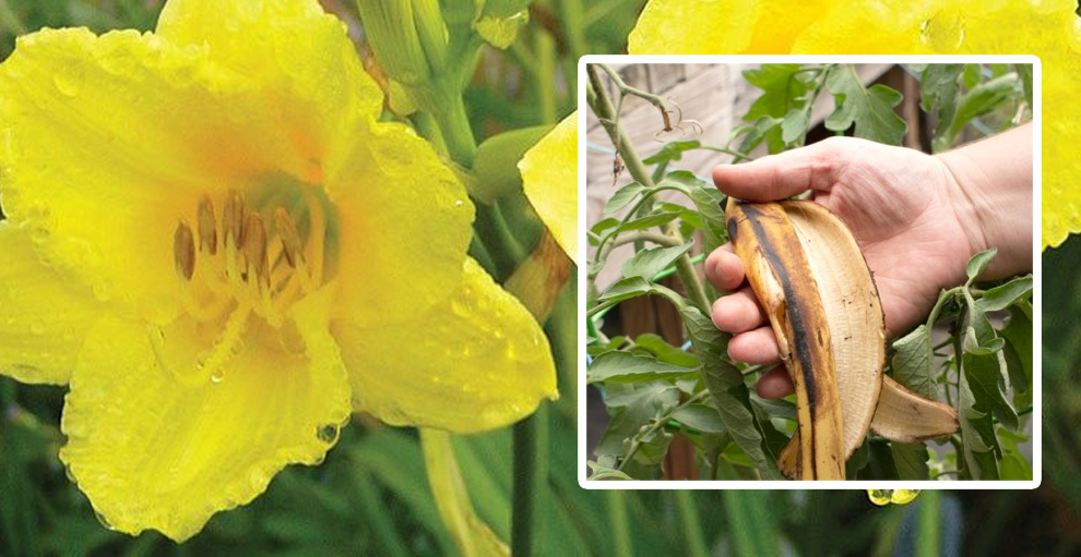 banana peel for daylilies