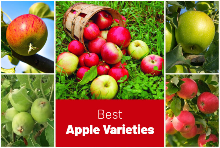 Different Types of Apple Tree Varieties and Popular Species