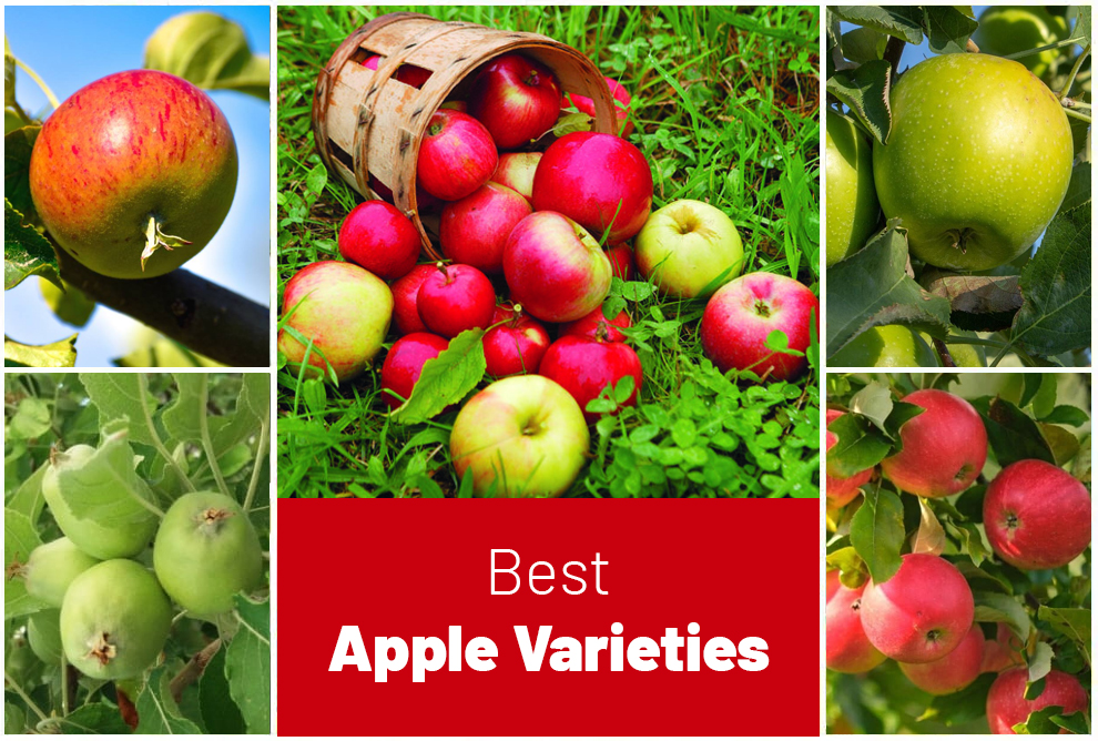 Best Apple Varieties