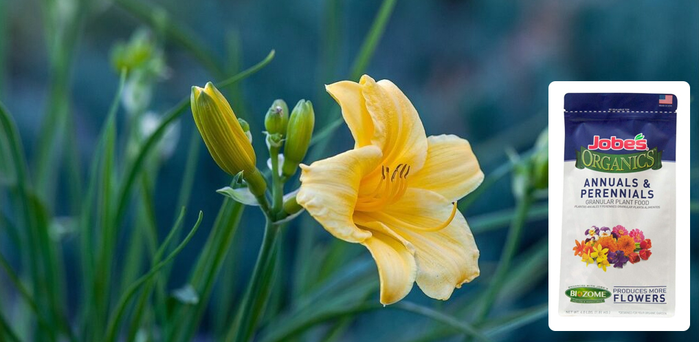 best daylily fertilizer