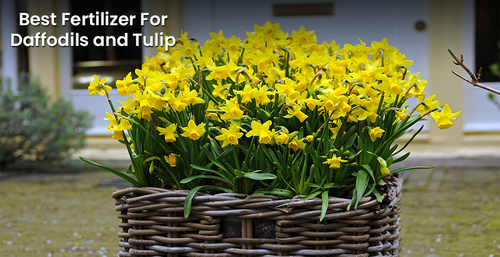  Best Fertilizer for Daffodils 
