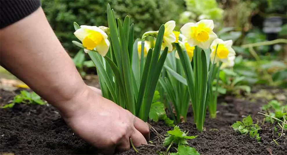 Daffodil Flower Care After Blooming