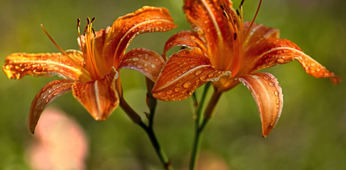 Care For Daylilies After They Bloom