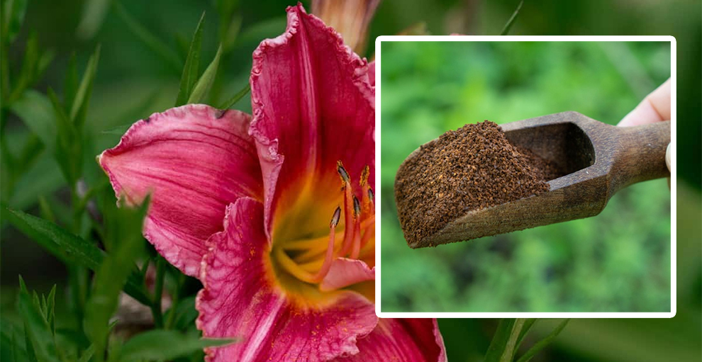 coffee grounds for daylilies
