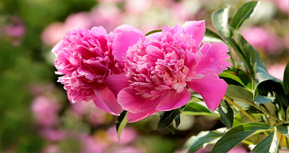 Coffee Grounds Good For Peonies