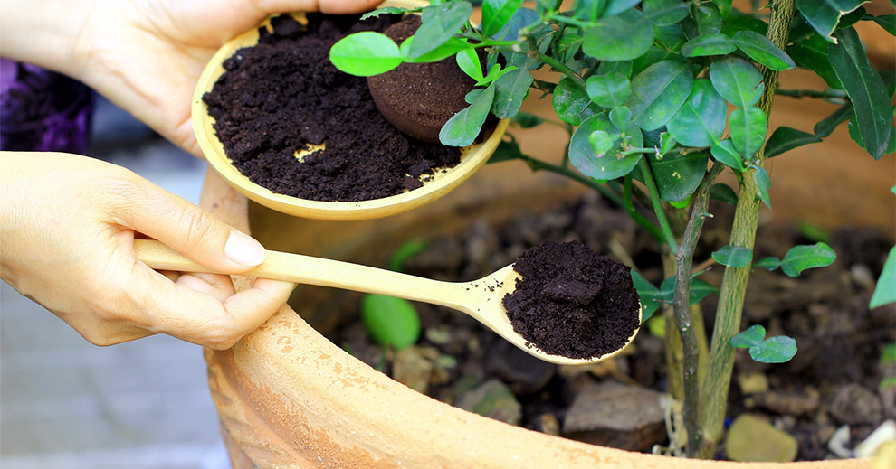 Coffee Grounds