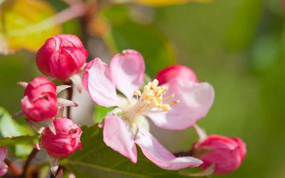 coralburst crabapple