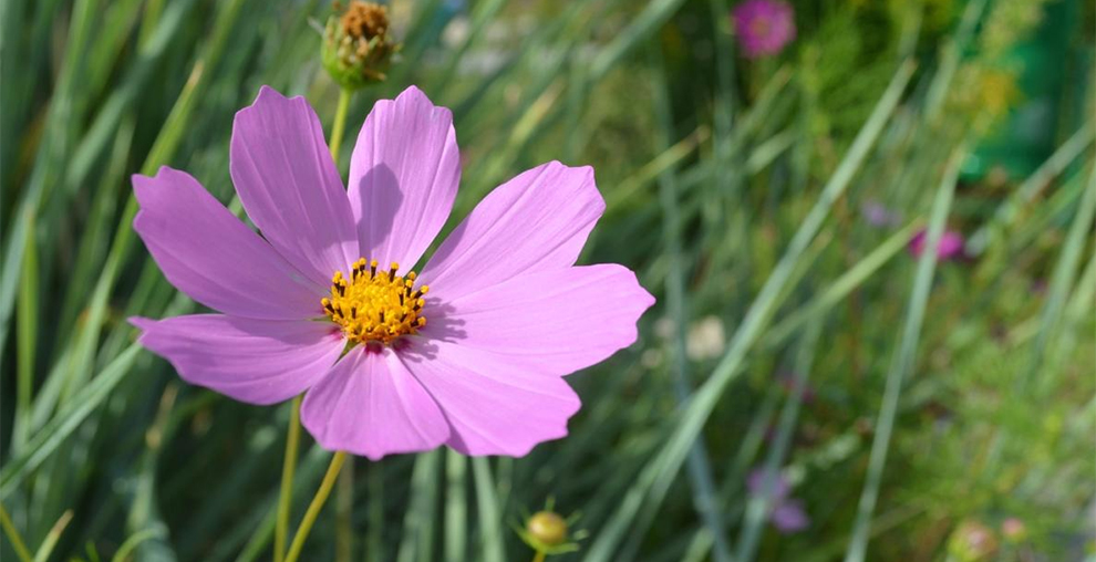 Cosmos Bipinnatus