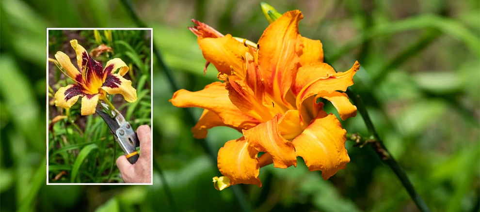 Cut Back Daylilies After Blooming