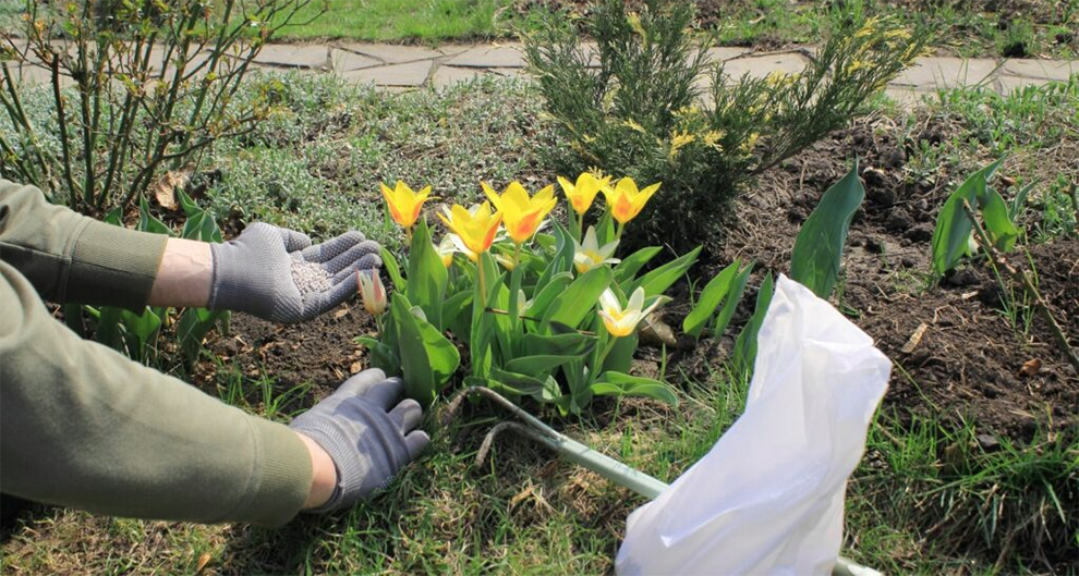 Daffodils and Tulips Need Fertilizers