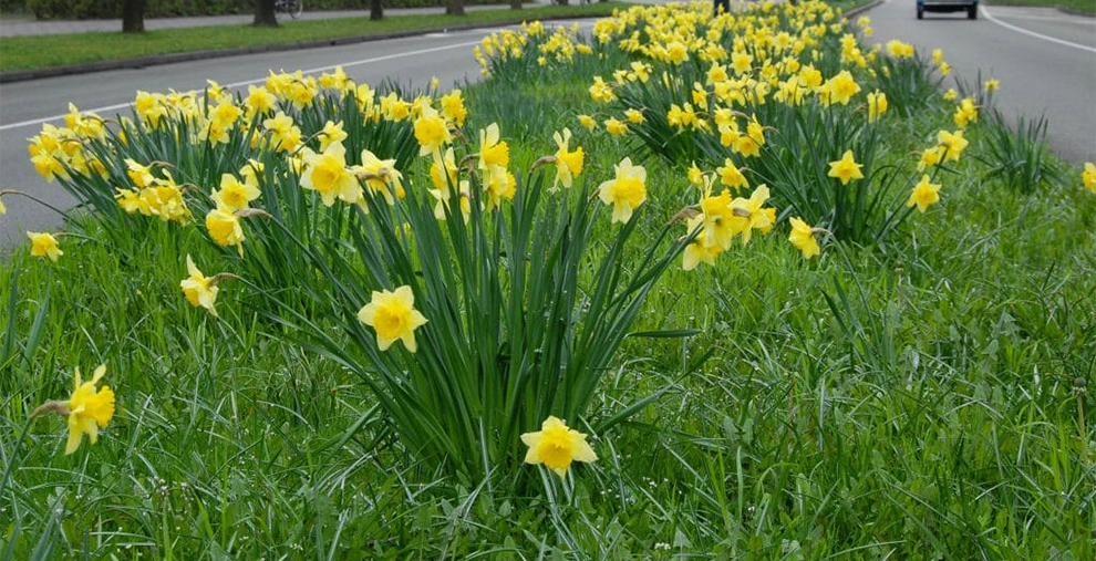 Daffodils Like Rich Soil