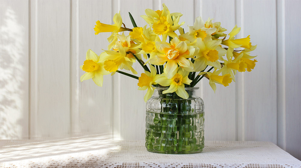 Daffodils Need To Be Watered