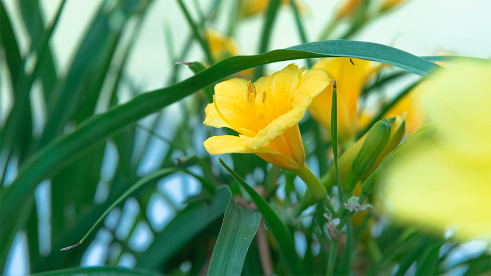 Daylilies Bloom All Summer