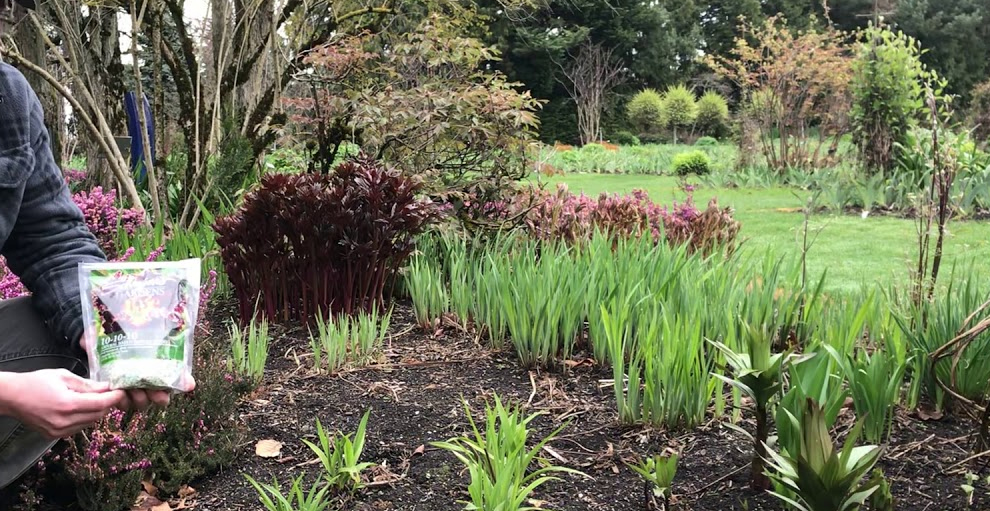 Daylilies Fertilized