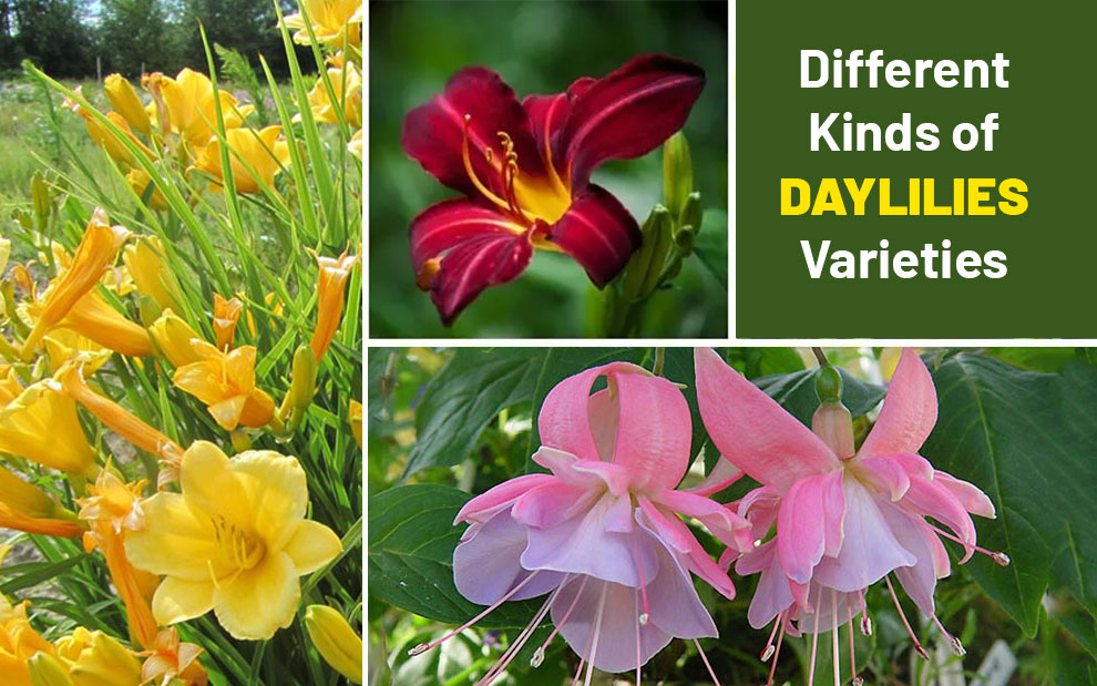 Different Kinds of Daylilies Varieties