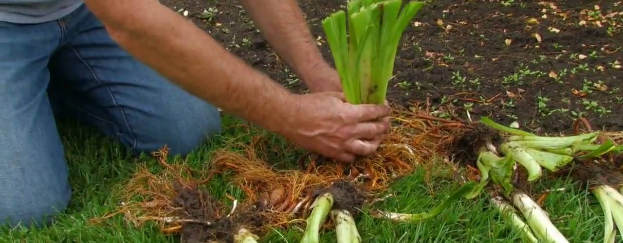 Dividing Daylilies