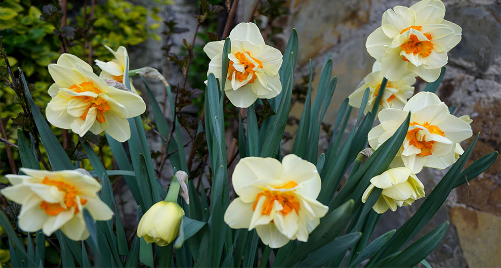 Double daffodil