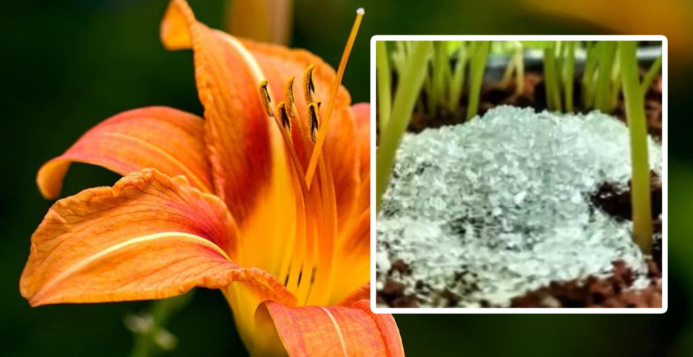 Epsom salt for daylilies