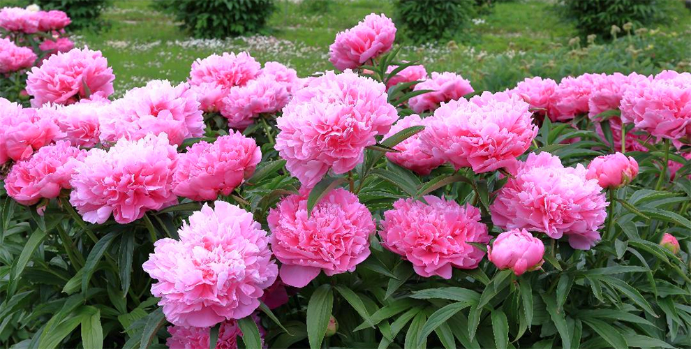 Feed Peonies To Make Them Bloom