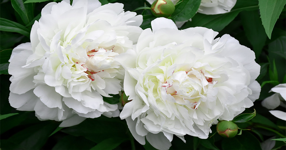 Most Fragrant & Best Smelling Peony Varieties - EmbraceGardening