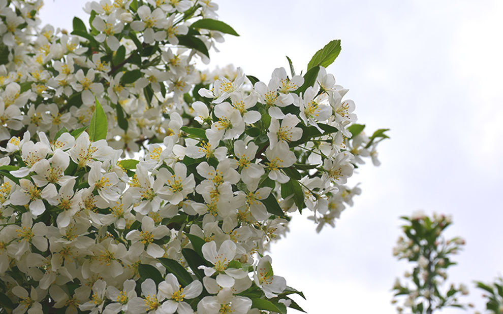 firebird-crabapple