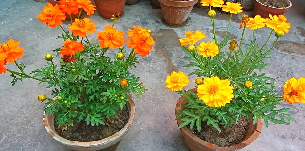 Grow Cosmos From Seeds Indoors