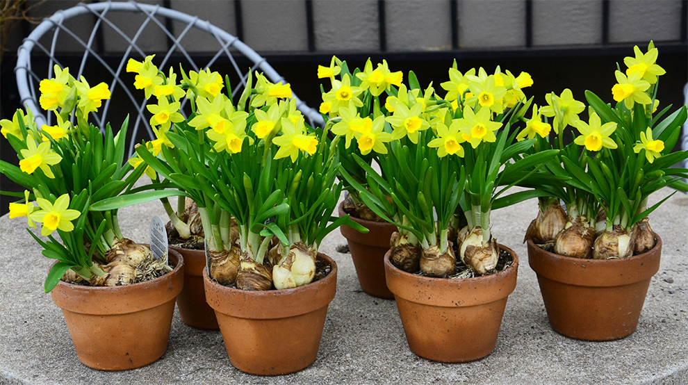Growing Daffodils in Pots