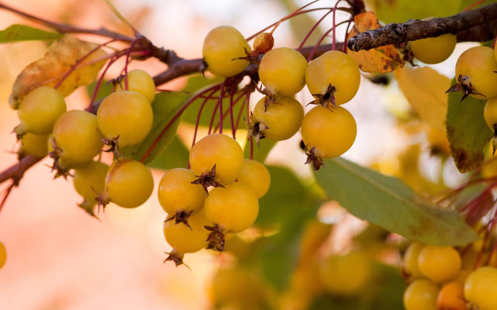 harvest gold crabapple