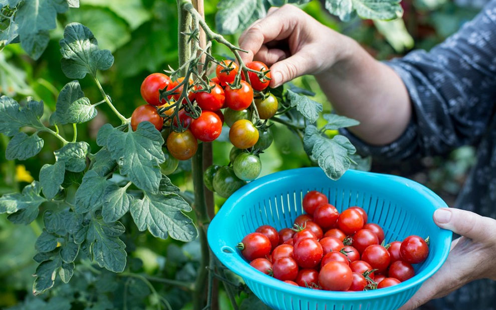 harvesting cherry tomatoes