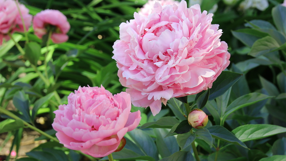 Herbaceous Peonies