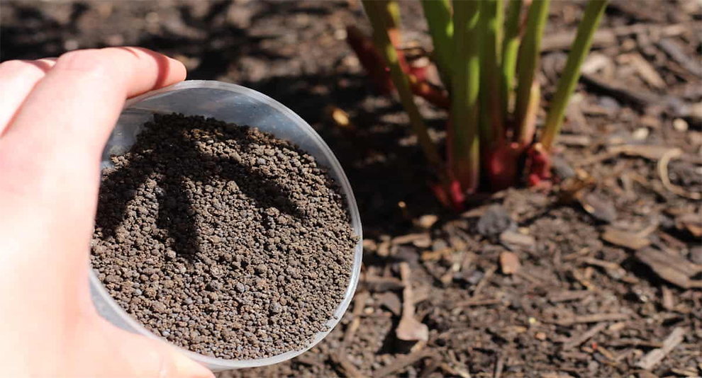 Homemade Fertilizer For Peonies