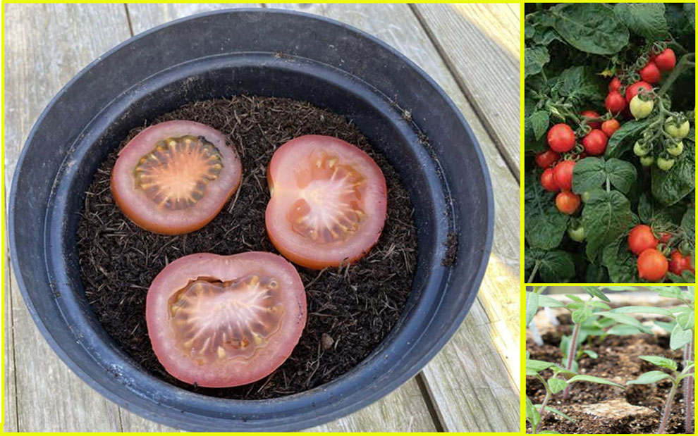 how deep to plant cherry tomato seeds