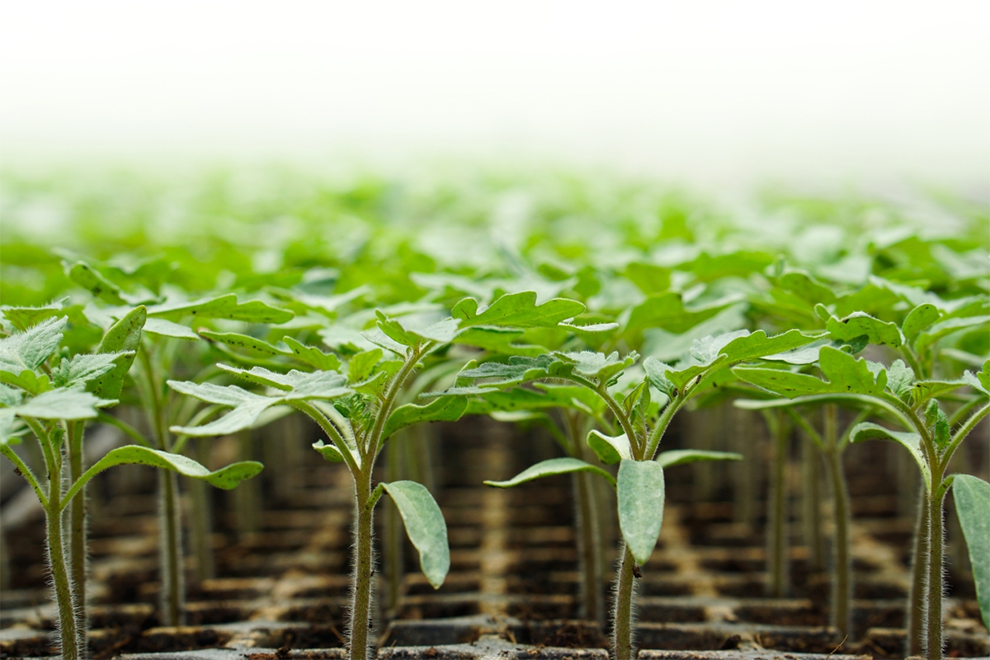 Tomatoes Growing From Seed