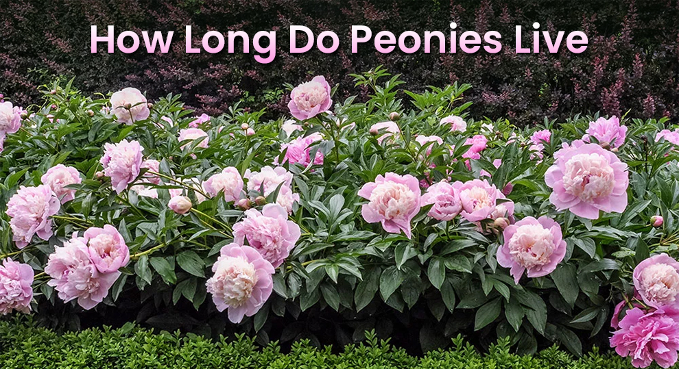 How Long Do Peonies Live