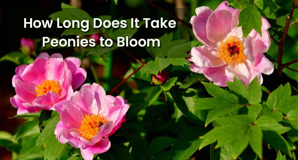 How Long Does It Take For Peonies To Bloom 