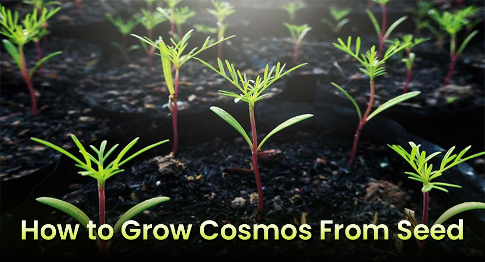 Grow Cosmos from Seed 