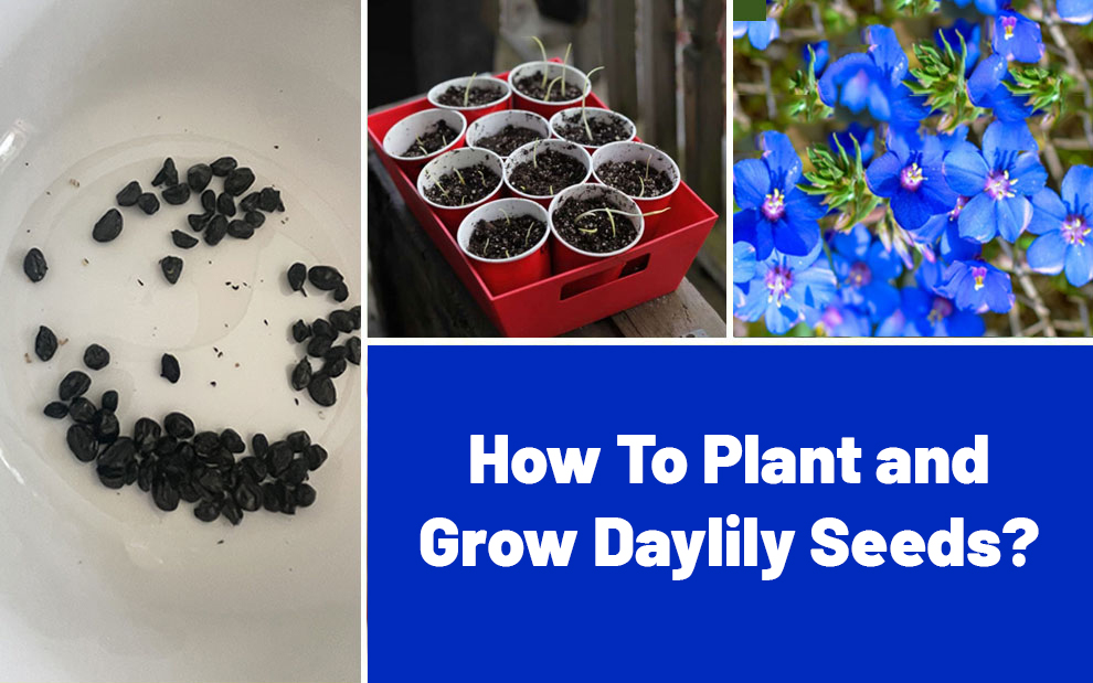 Plant and Grow Daylily Seeds