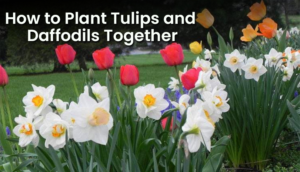 How to Plant Tulips and Daffodils Together