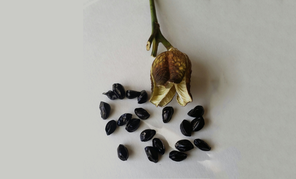 Store Daylily Seeds