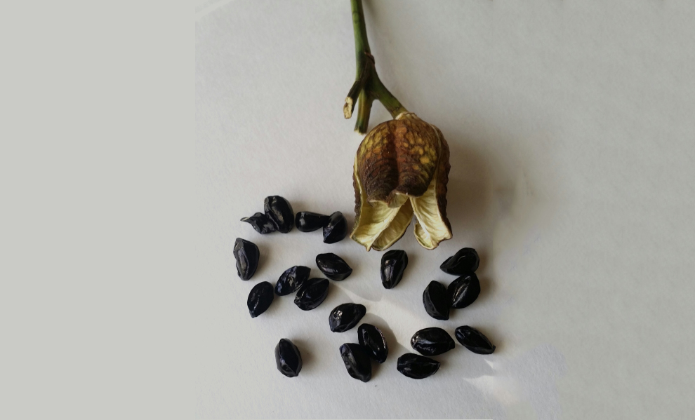 how to plant daylily seeds