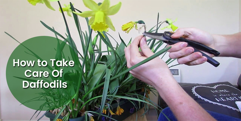 How to Take Care of Daffodils