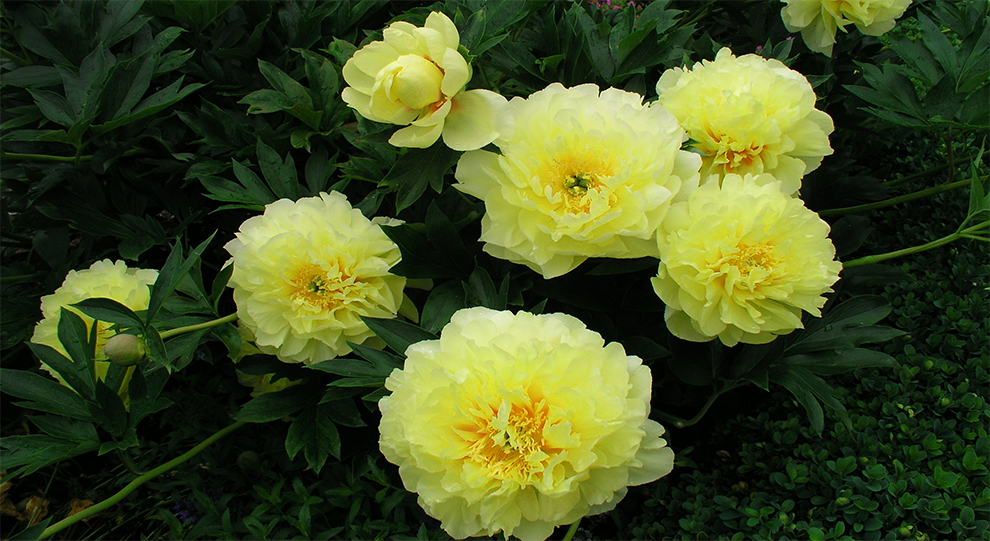 Itoh or Intersectional Peonies