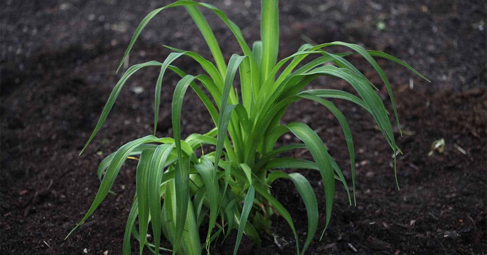 Maintain daylilies during the growing season