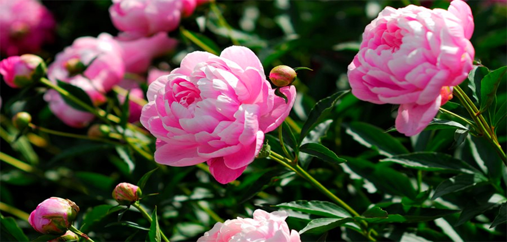 Many Years Does It Take For Peonies To Bloom