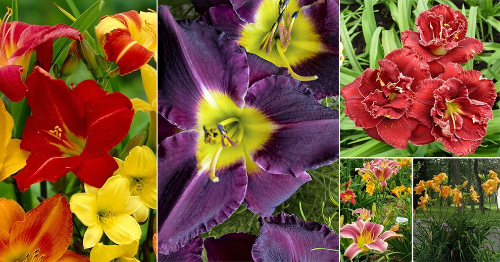 mix of daylily varieties