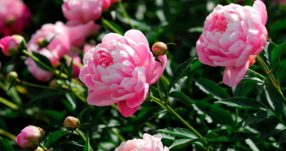 More Peony Flower Information