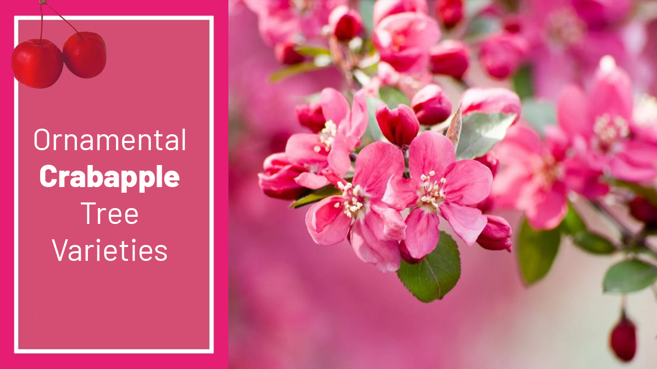 Ornamental Crabapple Tree Varieties