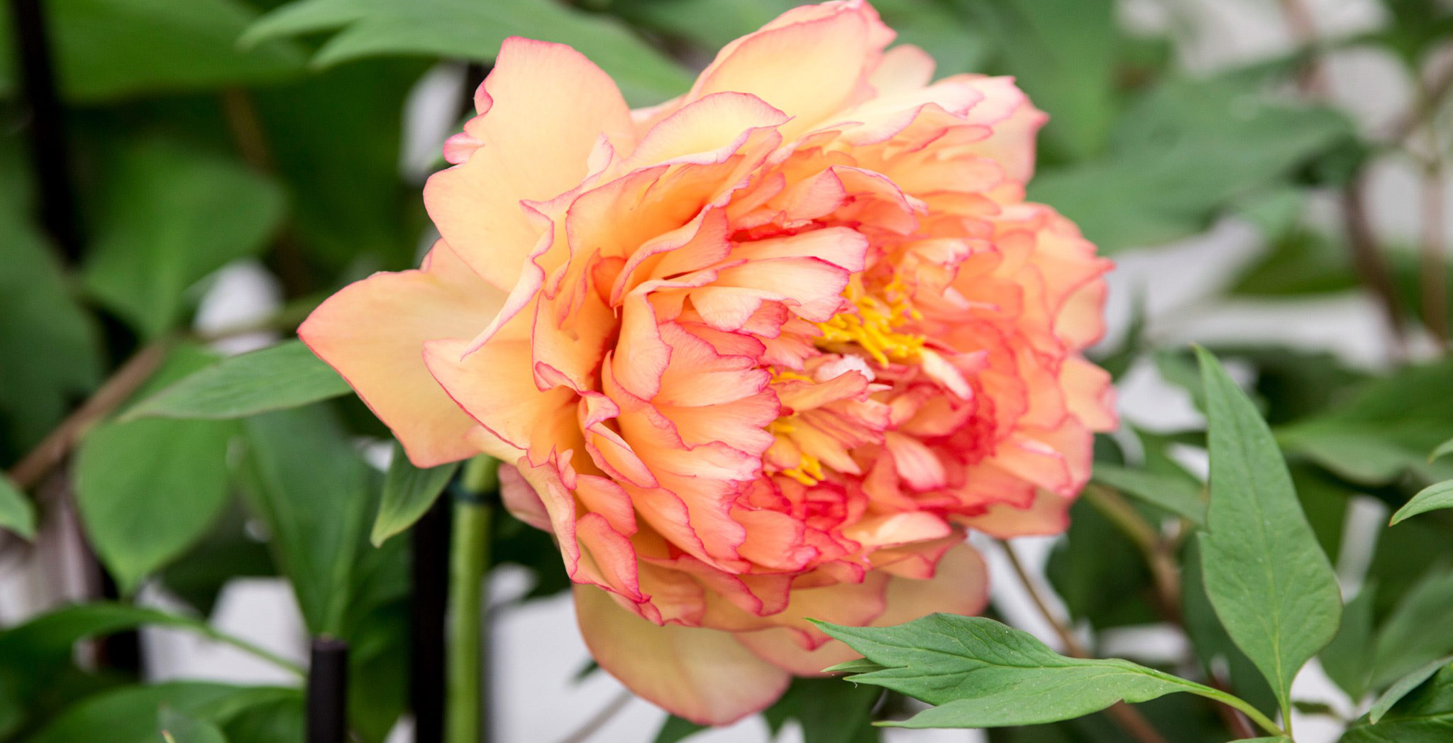 Peach Peony Varieties