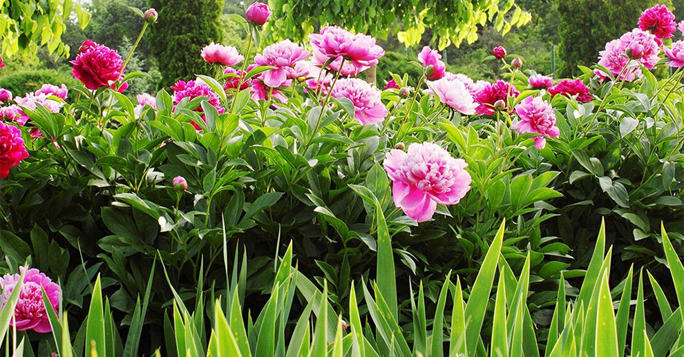 Peonies Bloom